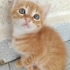 Biririnden tatlı 4 bal kaymak yavrumuz yuva arıyor fotoğraf