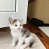 Biririnden tatlı 4 bal kaymak yavrumuz yuva arıyor fotoğraf