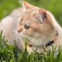 Oğluma yeni yuva arıyorum golden biritish shorthair fotoğraf