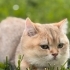 Oğluma yeni yuva arıyorum golden biritish shorthair fotoğraf