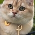 Oğluma yeni yuva arıyorum golden biritish shorthair fotoğraf