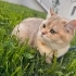 Oğluma yeni yuva arıyorum golden biritish shorthair fotoğraf