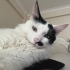 10 aylık çipli kısır erkek kedi fotoğraf