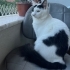 10 aylık çipli kısır erkek kedi fotoğraf