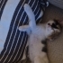 LATTE VE OREO YA YENİ YUVA fotoğraf
