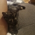 LATTE VE OREO YA YENİ YUVA fotoğraf