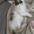 LATTE VE OREO YA YENİ YUVA fotoğraf