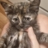 LATTE VE OREO YA YENİ YUVA fotoğraf