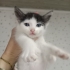 İZMİR MİNİ MİNNAK BEBEĞİMİZE ÖMÜRLÜK YUVASINI ARIYORUZ fotoğraf
