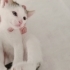 İZMİR MİNİ MİNNAK BEBEĞİMİZE ÖMÜRLÜK YUVASINI ARIYORUZ fotoğraf