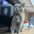 Ücretsiz British fotoğraf