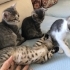 2 AYLIK 4 MİNİK ERKEK TEKİR YAVRU ÖMÜRLÜK YUVALARINI ARIYORLAR BODRUM fotoğraf