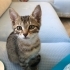 2 AYLIK 4 MİNİK ERKEK TEKİR YAVRU ÖMÜRLÜK YUVALARINI ARIYORLAR BODRUM fotoğraf