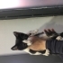 ACİL SMOKİN BEBEK TEKRAR SOKAĞA DÖNECEK fotoğraf
