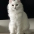 Zilli yuva arıyor fotoğraf