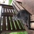 Sokağa atılmış melez kedi fotoğraf