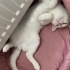Oğlum bulut oyuncu kedi fotoğraf