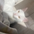 Oğlum bulut oyuncu kedi fotoğraf