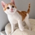 Dünya tatlısı Mercimek fotoğraf