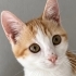Dünya tatlısı Mercimek fotoğraf