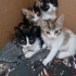 Sevimli minik ponçik fotoğraf