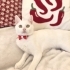 Beyza'ya bir yuva fotoğraf