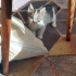 Burnunda beni olan,tam bir oyuncu kedi fotoğraf