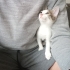 Burnunda beni olan,tam bir oyuncu kedi fotoğraf