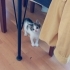 Burnunda beni olan,tam bir oyuncu kedi fotoğraf