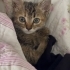 Yavru kedi çok tatlı fotoğraf