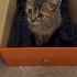 Yavru kedi çok tatlı fotoğraf