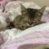 Yavru kedi çok tatlı fotoğraf