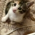 🐾Köpük ve Sakız Yuvalarını Arıyor 🐾 fotoğraf