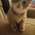 🐾Köpük ve Sakız Yuvalarını Arıyor 🐾 fotoğraf