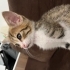 Tatlı Fındık Ev Arıyor fotoğraf