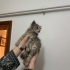 MİNİK KIZA ÖMÜRLÜK BİR YUVA ARIYORUZ fotoğraf