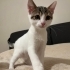 Minik Afacan Yuva Arıyor! fotoğraf