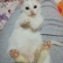 Bembeyaz yakışıklı için yuva 🏡 fotoğraf