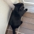 Acik yuva aranıyo cok acil kalıcı ömürlük fotoğraf