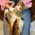 Kucak Bebişi Lisa🌸🧡 Klinikten Yuvalandırılacak fotoğraf
