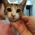 Kucak Bebişi Lisa🌸🧡 Klinikten Yuvalandırılacak fotoğraf