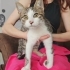 3,5 Aylık Lisa💕 Klinikten Yuvalandırılacaktır fotoğraf