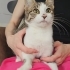 3,5 Aylık Lisa💕 Klinikten Yuvalandırılacaktır fotoğraf