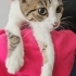 3,5 Aylık Lisa💕 Klinikten Yuvalandırılacaktır fotoğraf