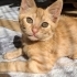 Hemen ortama uyum sağlayan oyuncu kedi fotoğraf