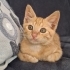 Hemen ortama uyum sağlayan oyuncu kedi fotoğraf