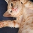 Hemen ortama uyum sağlayan oyuncu kedi fotoğraf