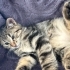 2 Aylık ürkek bodur bacaklı bazen şehla sevimli dişi fotoğraf