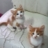 TABLO DEGIL GERÇEK DİŞİ VE ERKEK BEBİŞLER fotoğraf