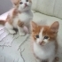 TABLO DEGIL GERÇEK DİŞİ VE ERKEK BEBİŞLER fotoğraf